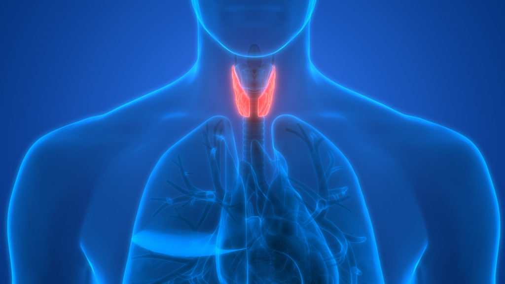 Metabolism Matters: Understanding the Thyroid Function Test